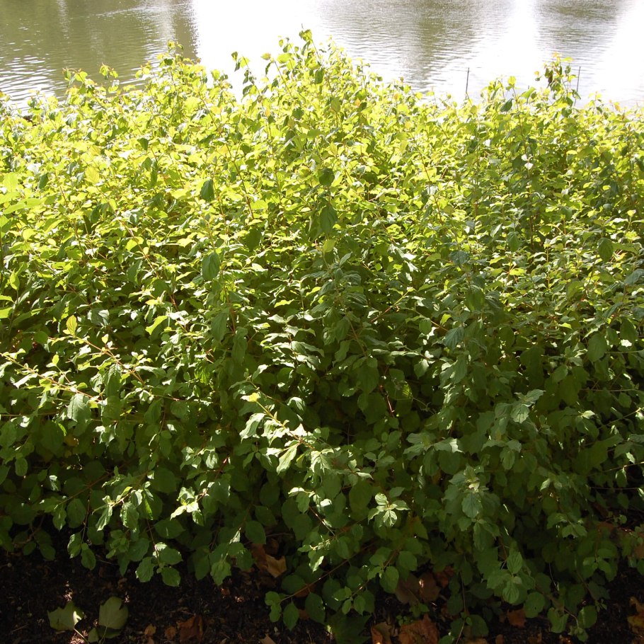 Дёрен белый Midwinter Fire