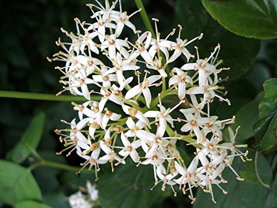 Дерен Регнзам