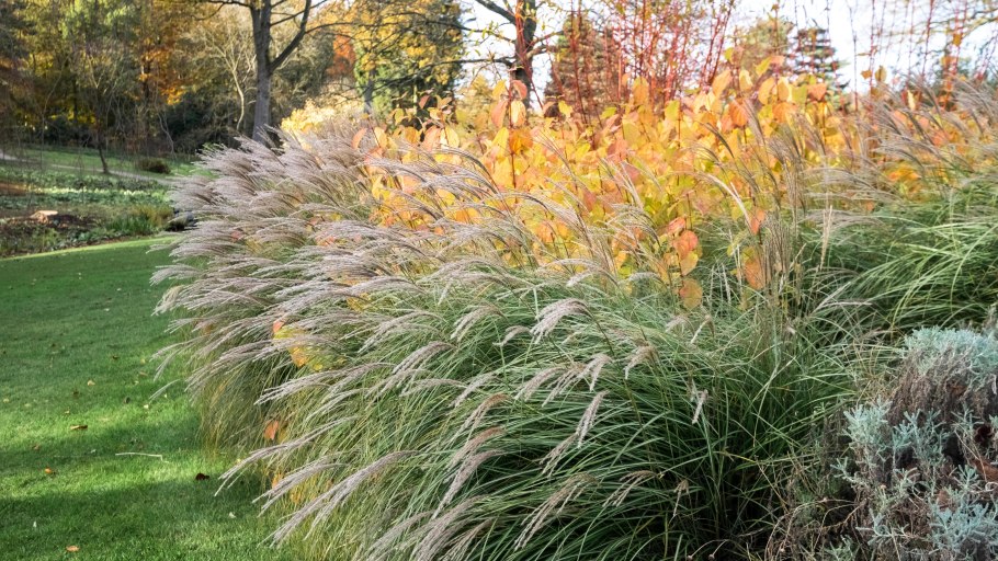 Дерен Эннис Винтер оранж