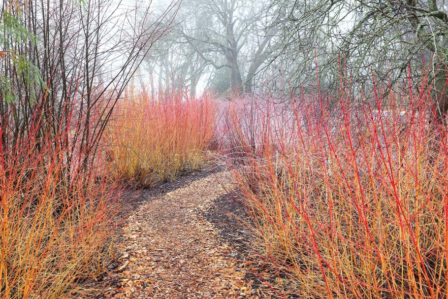 Дерен кроваво-красный Anny&#96;s Winter Orange