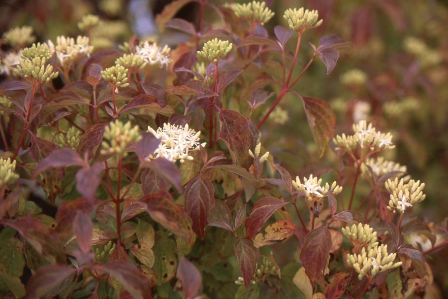 Дерен Мидвинтер Файер