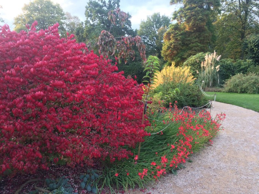 Дерен Винтер оранж