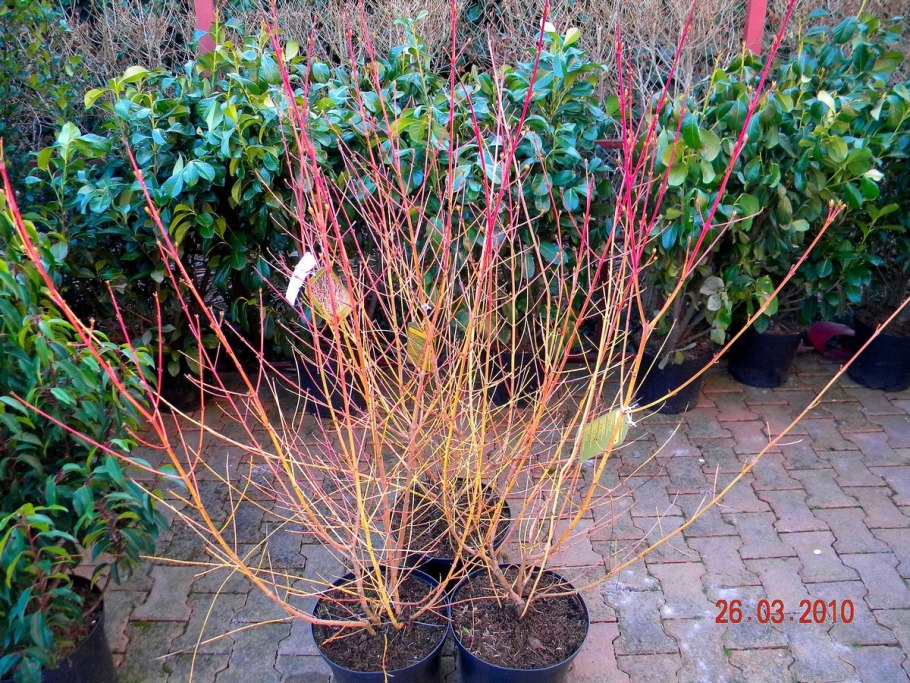 Дерен Мидвинтер Файер