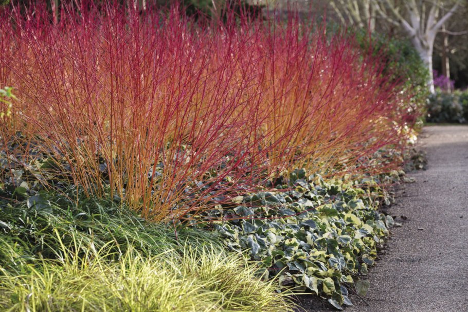 Дерен кроваво-красный