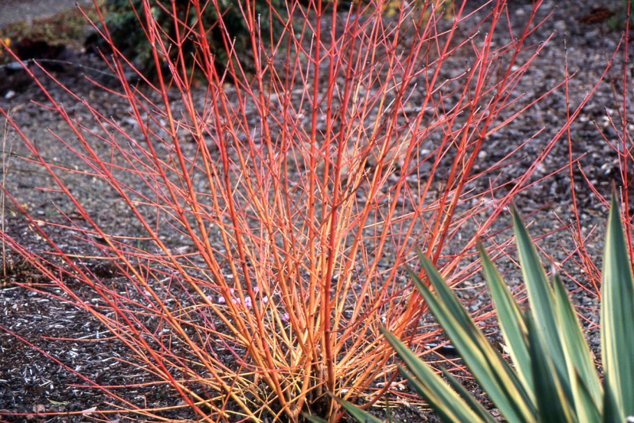 Дерен кроваво-красный (Cornus sanguinea)