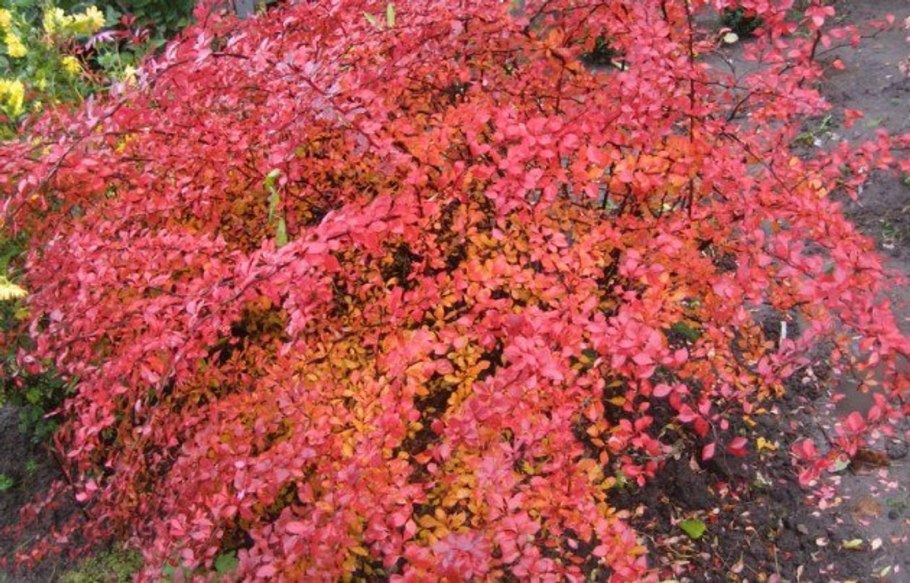 Дерен отпрысковый Флавирамеа зимой