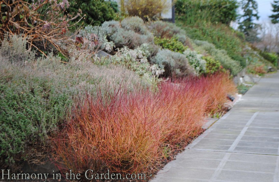 Дерен Винтер Флейм