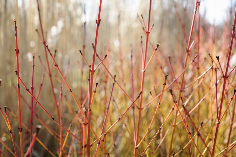 Дерен кроваво-красный