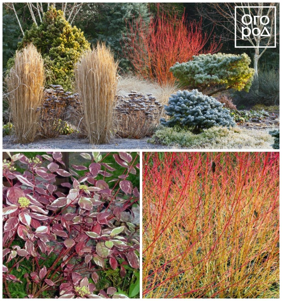 Дерен Midwinter Fire