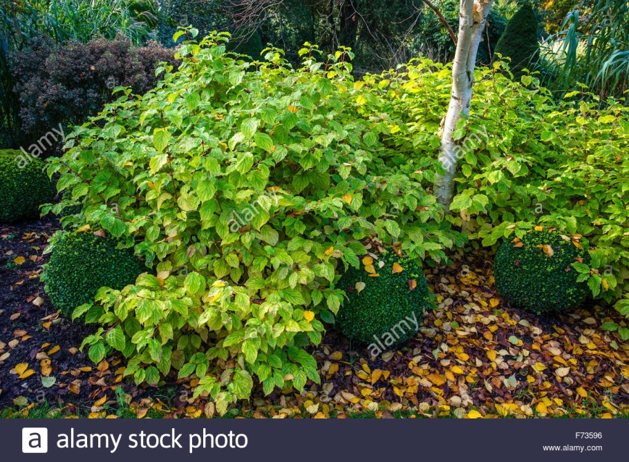 Дерен Мидвинтер Файер летом
