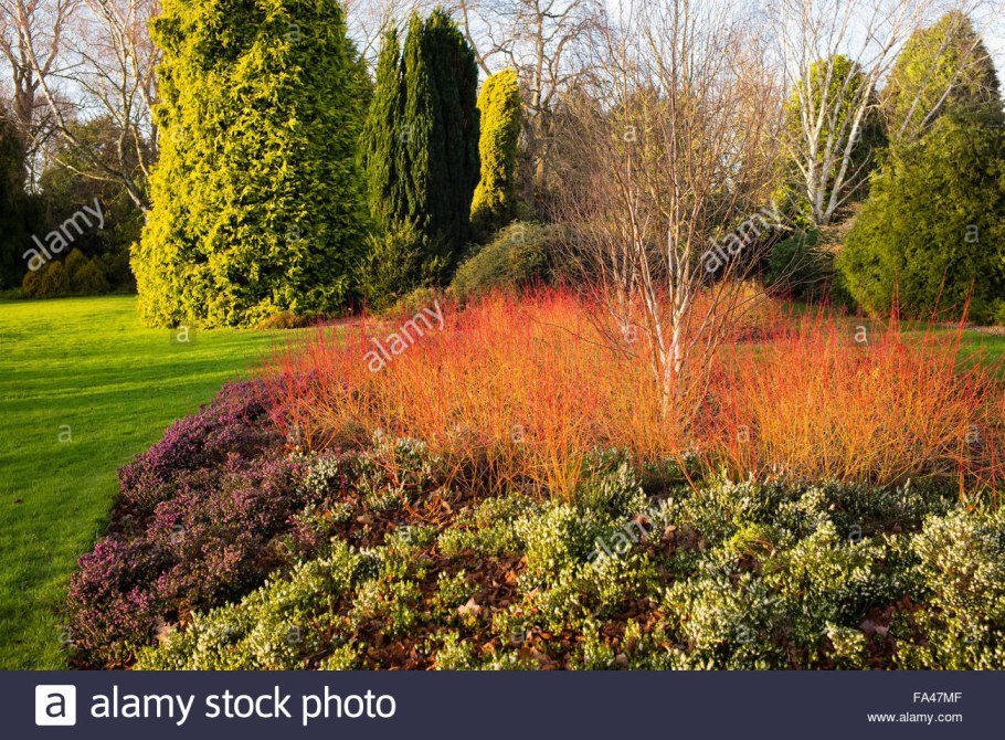 Дерён Мидвинтер Фаетр