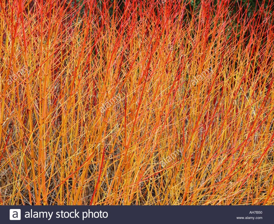 Дерен кроваво-красный