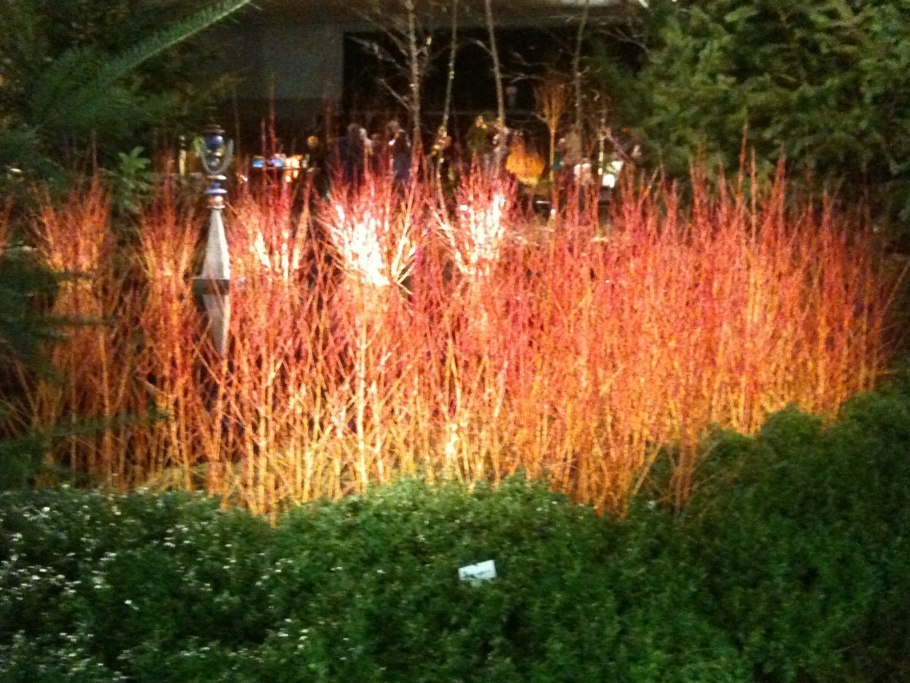 Дерен Cornus sanguinea