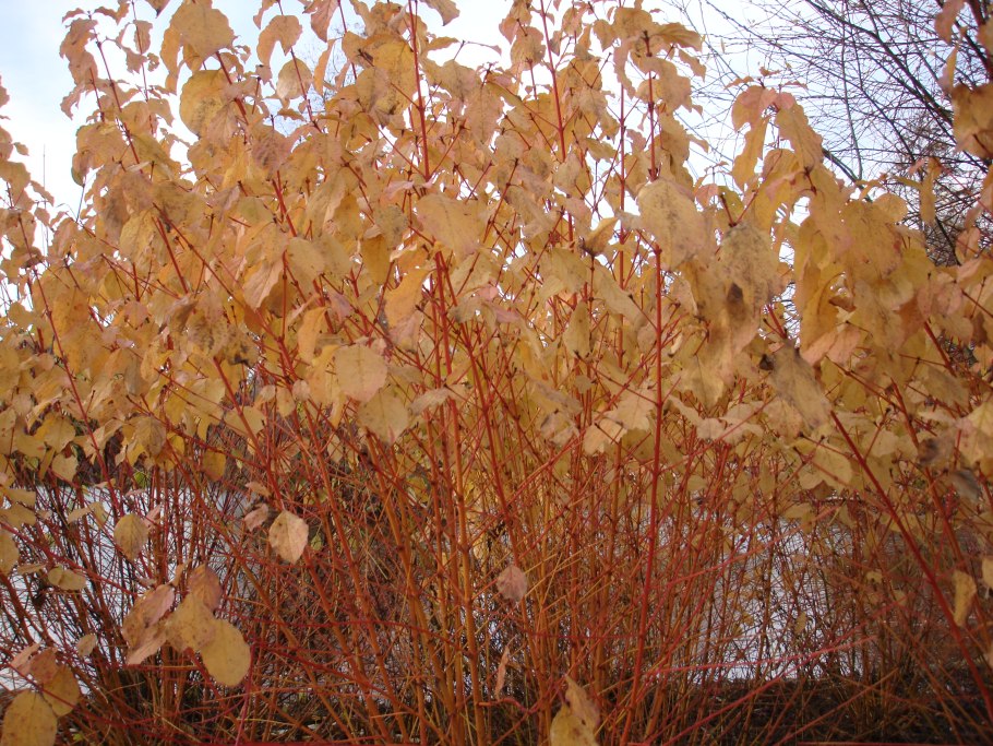 Дерен Midwinter Fire