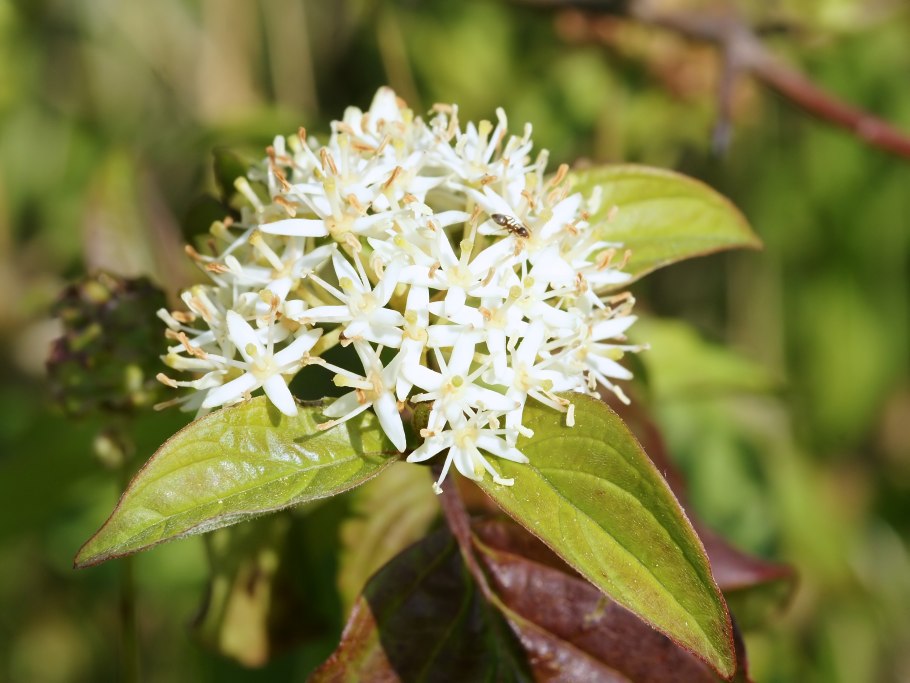 Cornus sanguinea Magic Flame