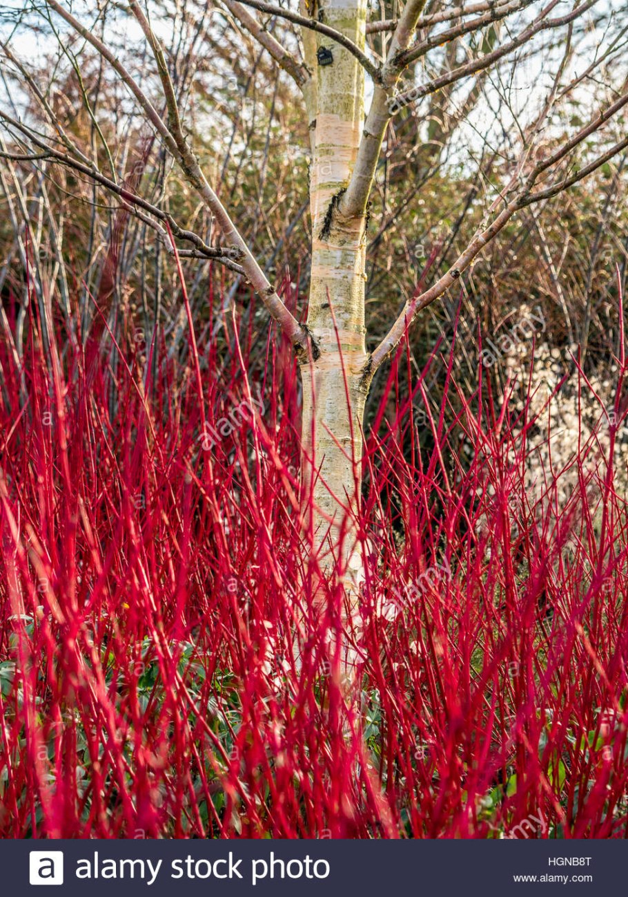Дерен Cornus sanguinea