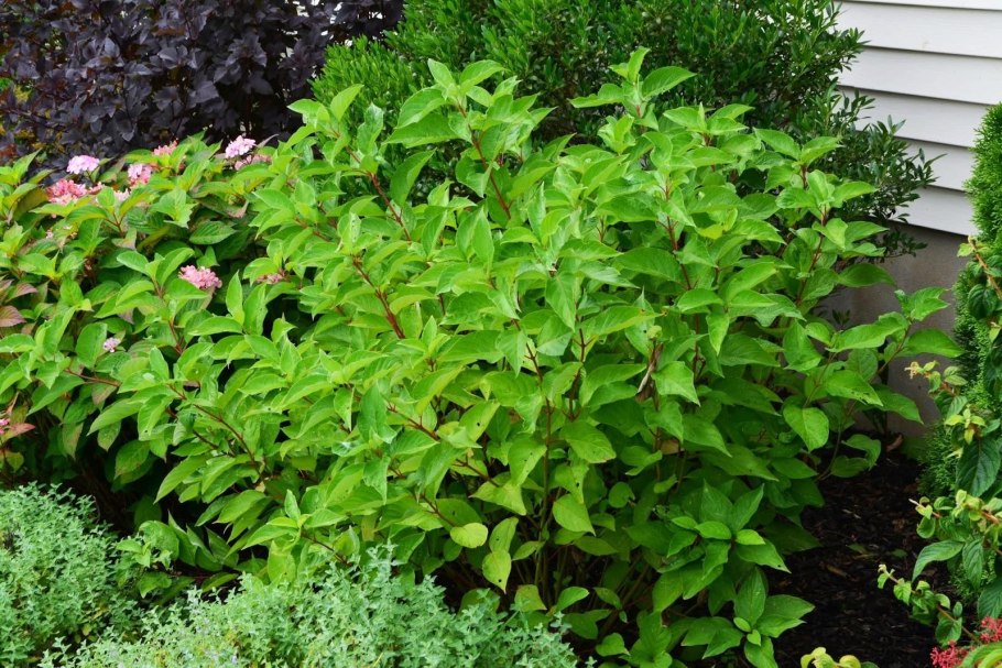 Дерен Винтер Бьюти