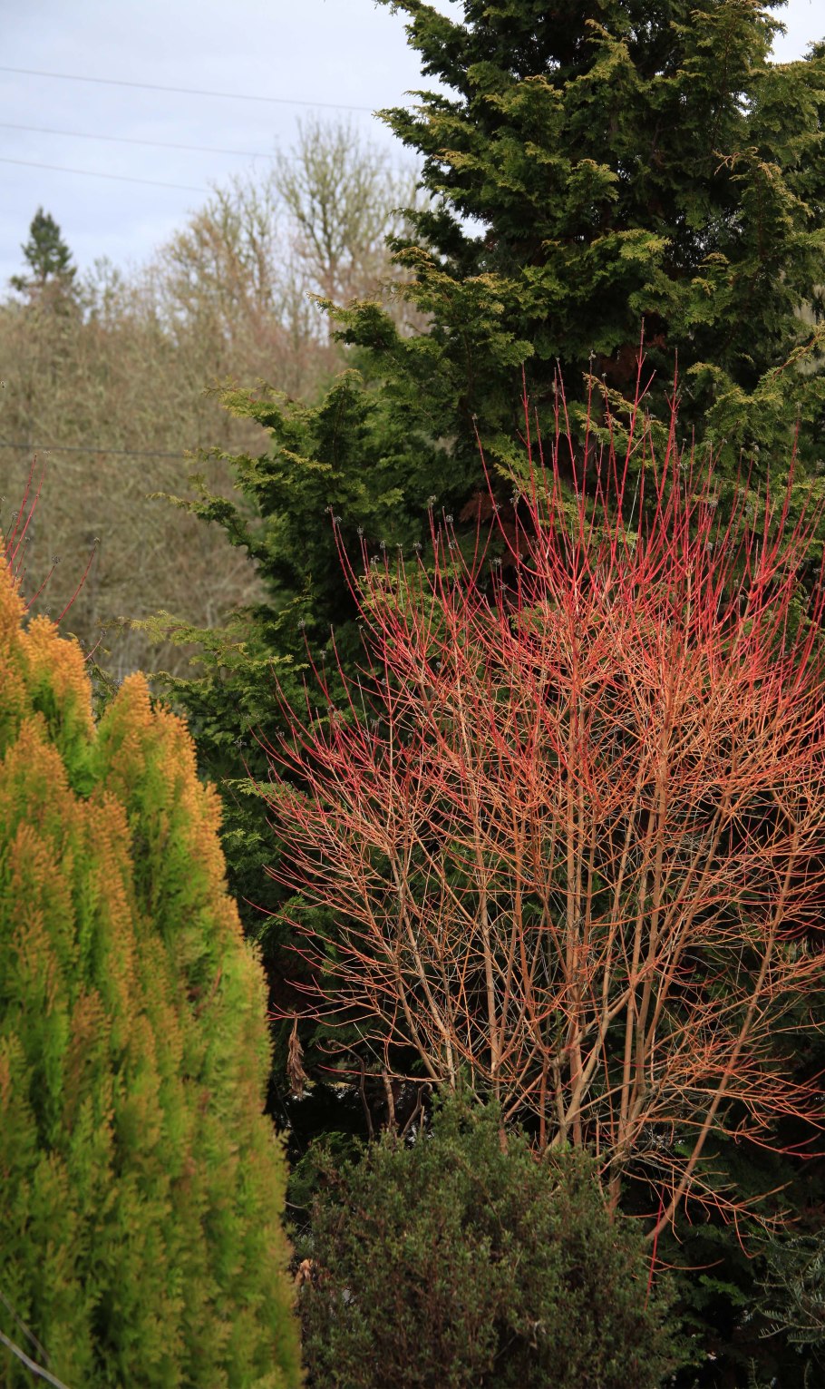 Дерен Анна Винтер оранж