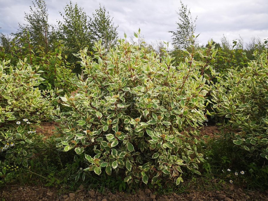 Дерен Винтер оранж