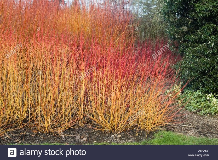 Дерен кроваво красный cornus sanguinea
