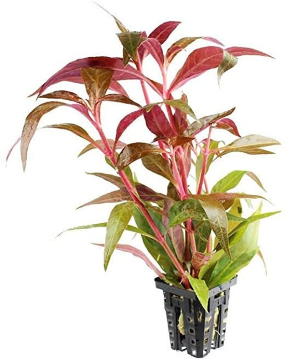 Альтернантера Беттцика красная