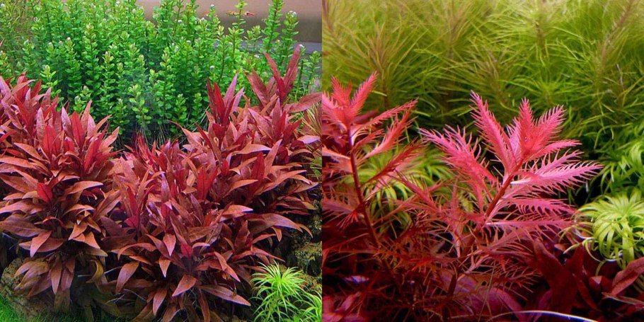 Альтернантера Рейнека (Alternanthera reineckii)