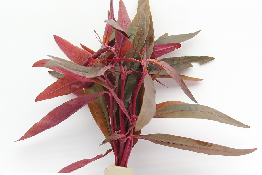 Альтернантера Лилацина