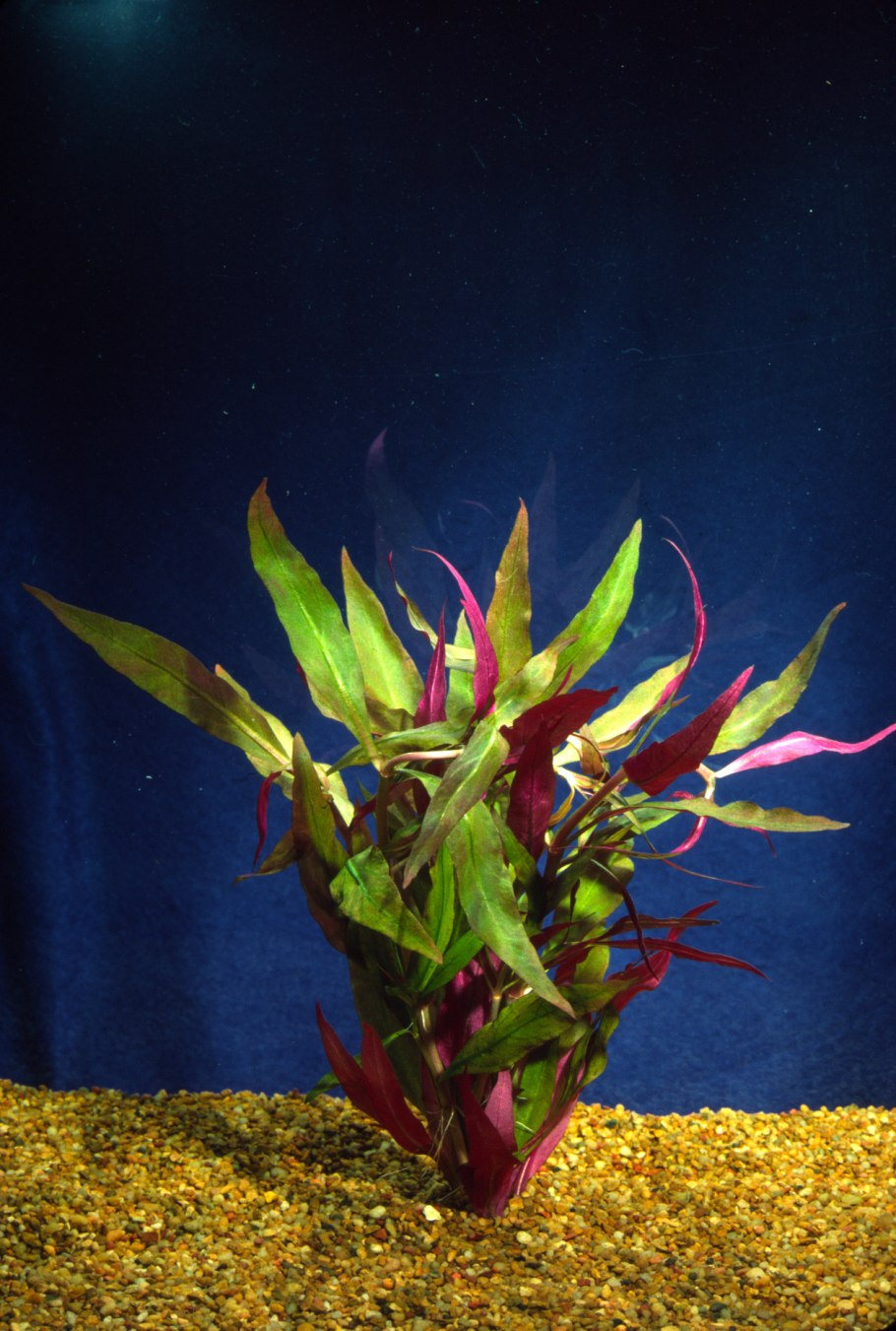 Альтернантера Рейнеке