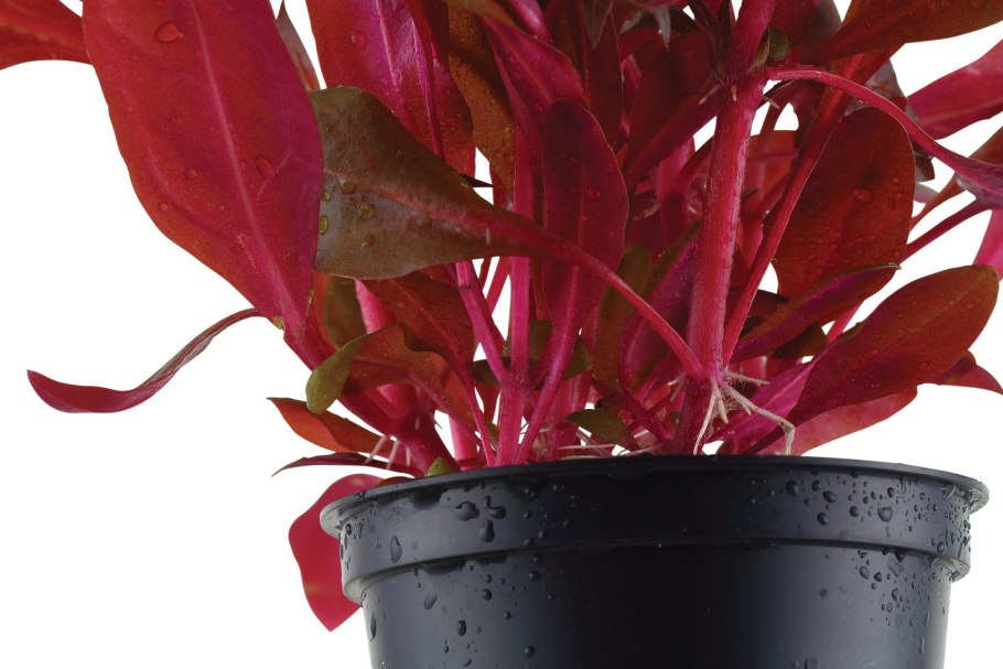 Альтернантера прелестная