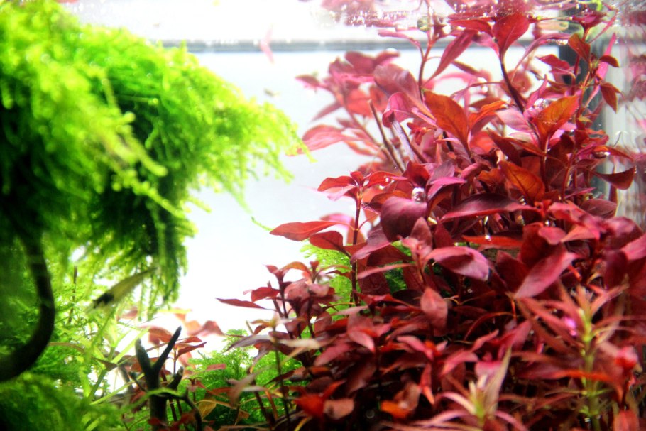 Альтернантера Беттцика