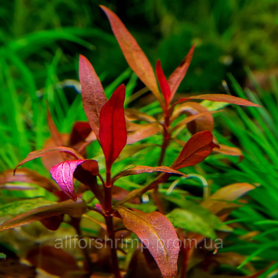 Альтернантера Рейнека мелколиственная