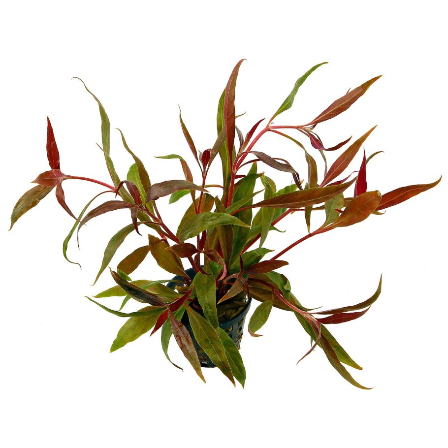 Альтернантера Дентата