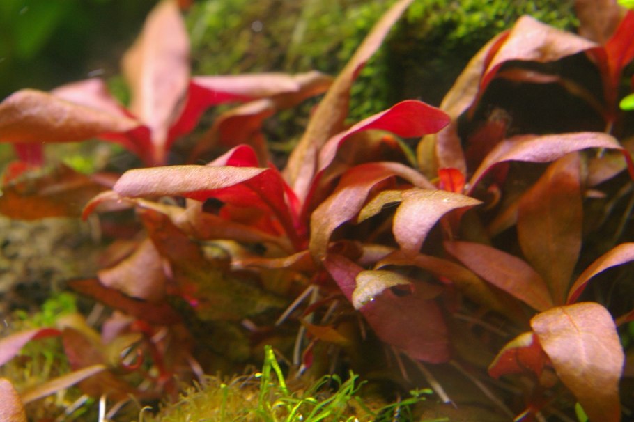 Альтернантера Кардиналис Alternanthera reineckii cardinalis