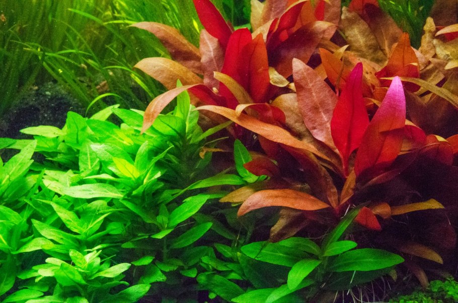 Альтернантера Рейнеке