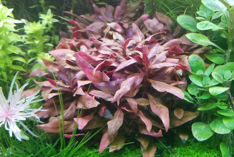 Альтернантера Лилацина