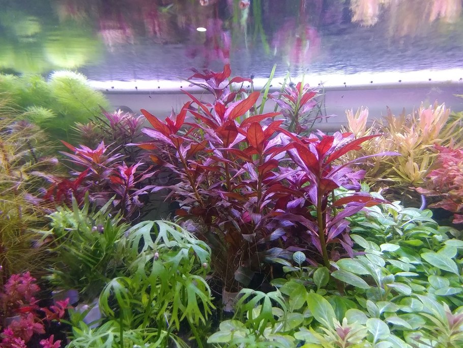 Альтернантера Сессилис аквариумное растение