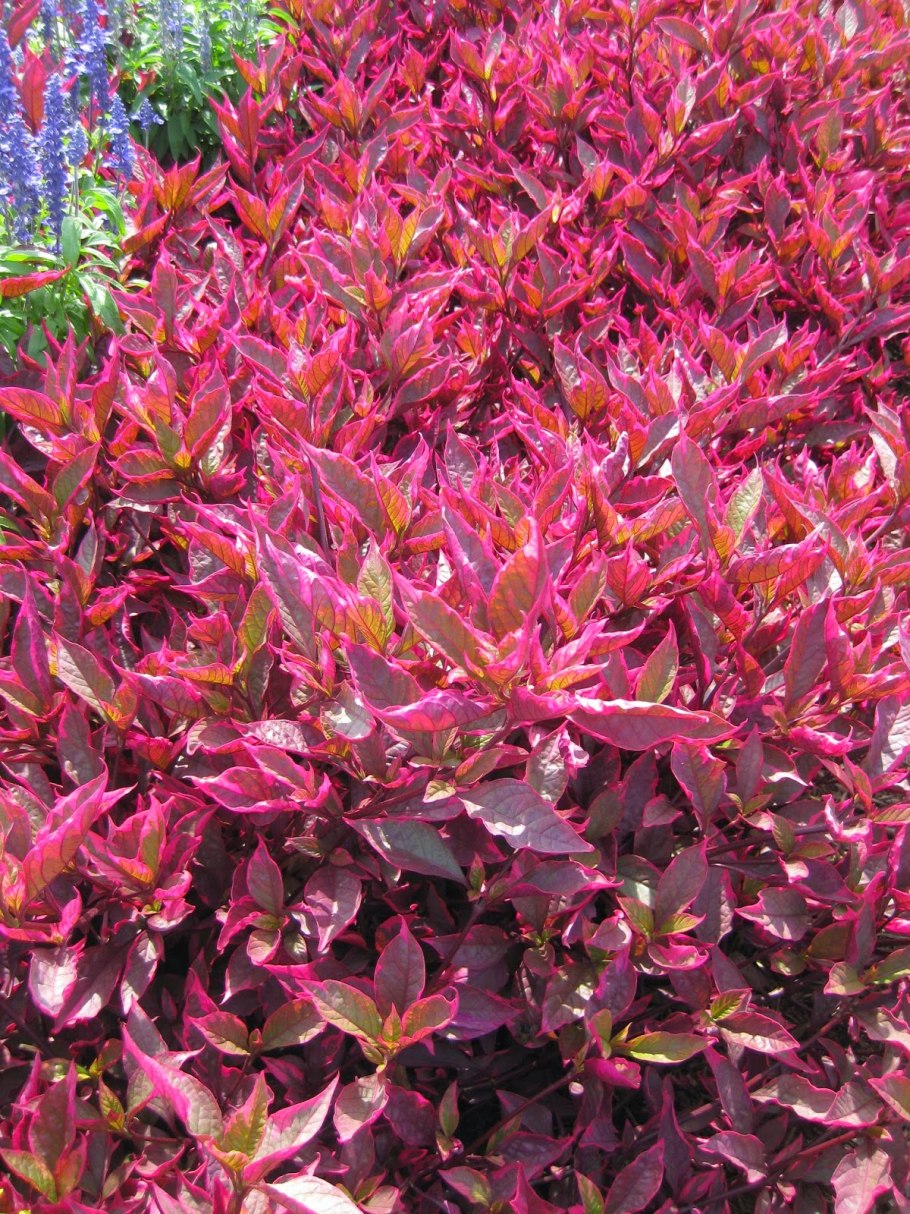 Alternanthera bettzickiana