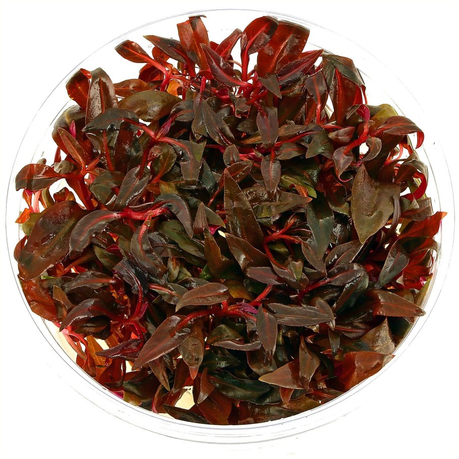 Альтернантера Crinkle Red