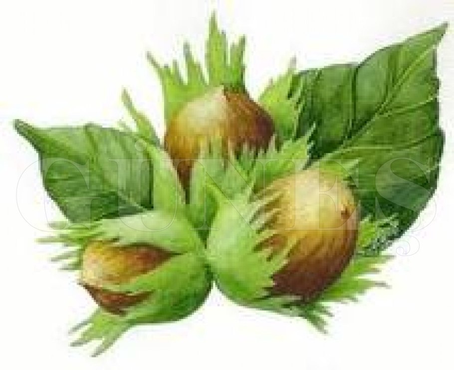 Лесной орех на ветке