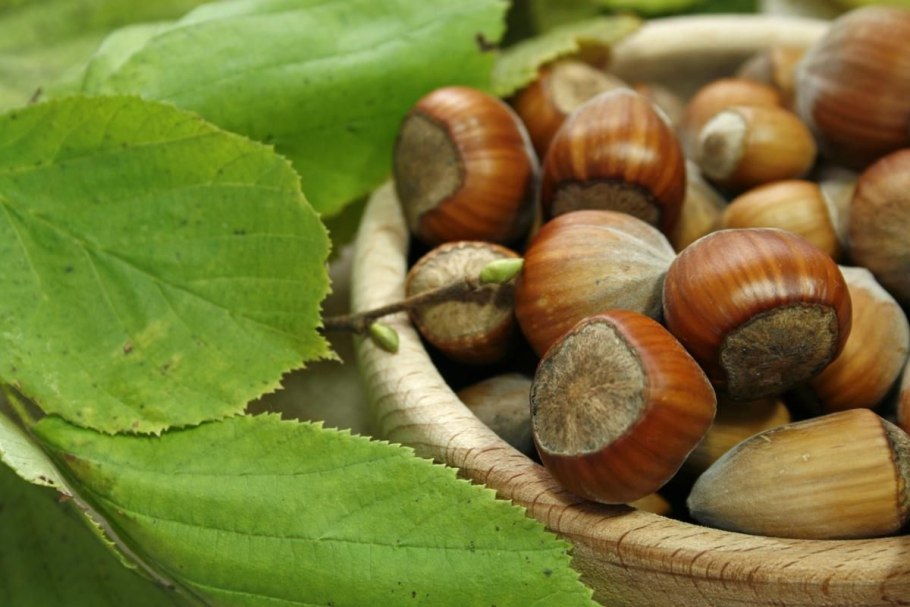 Фундук и Лесной орех дерево