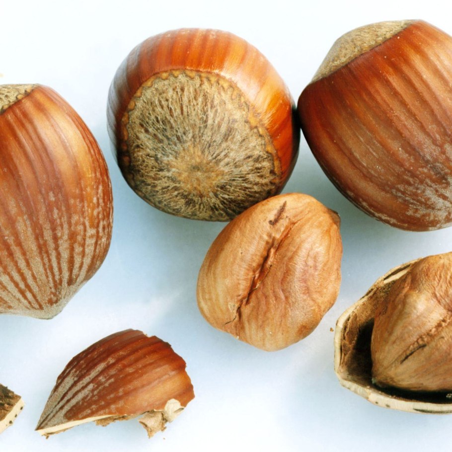 Фундук (Лесной орех)