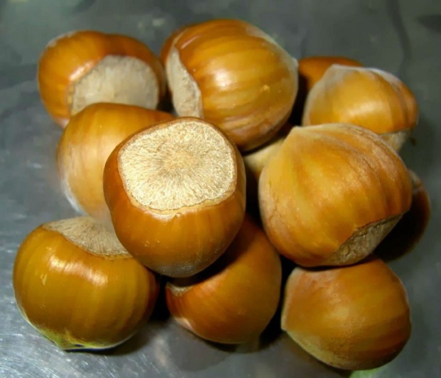 Фундука сорт Барселона