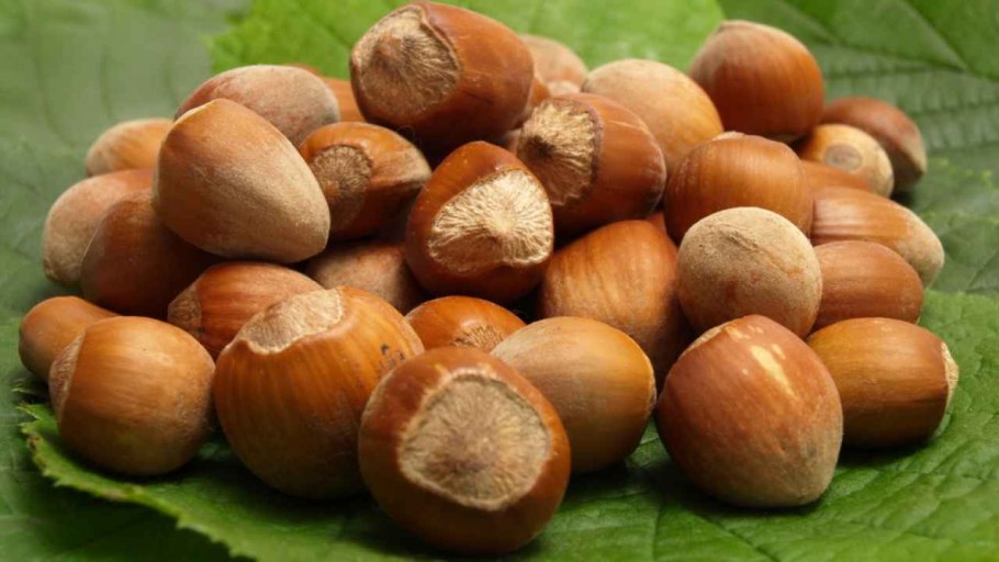 Фундук (Лесной орех)