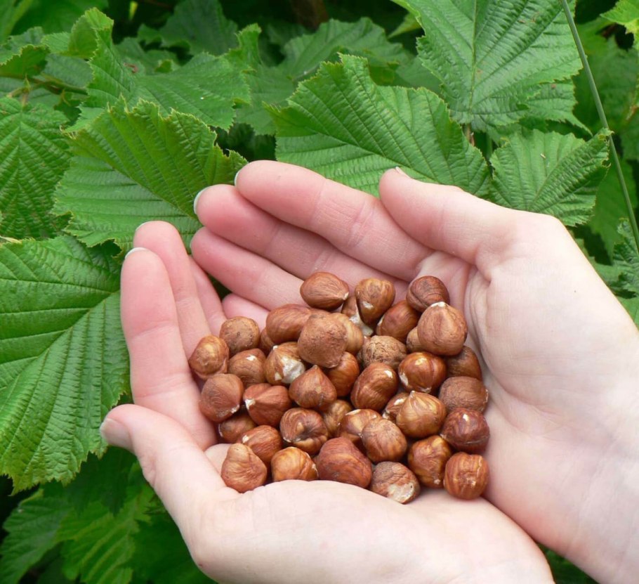 Фундук (Лесной орех)