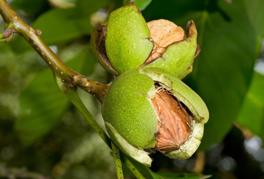 Орех грецкий (Juglans Regia)