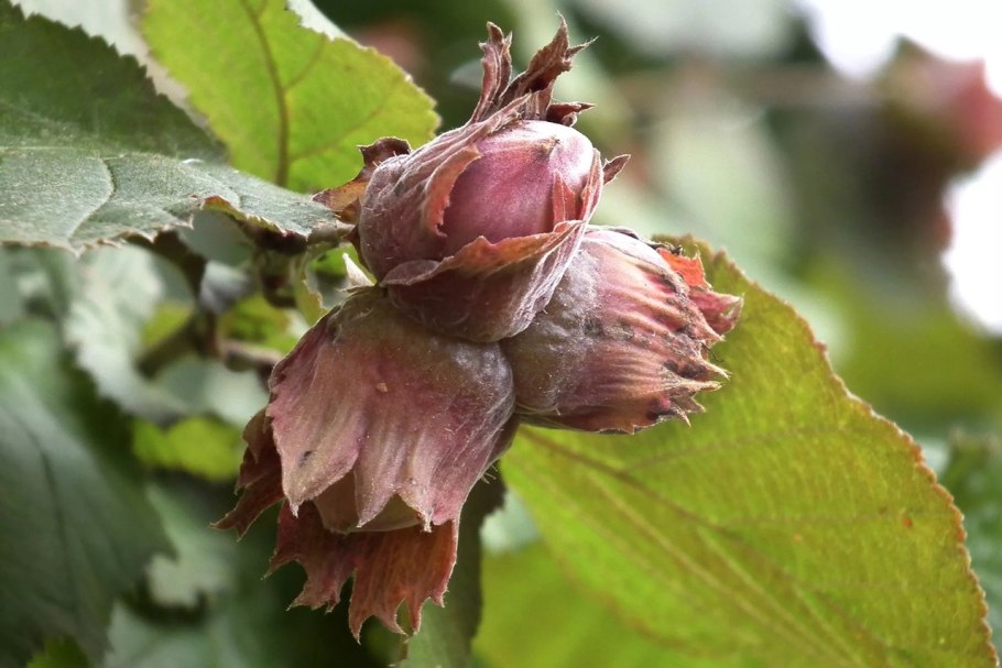 Лесной орех дерево орешник