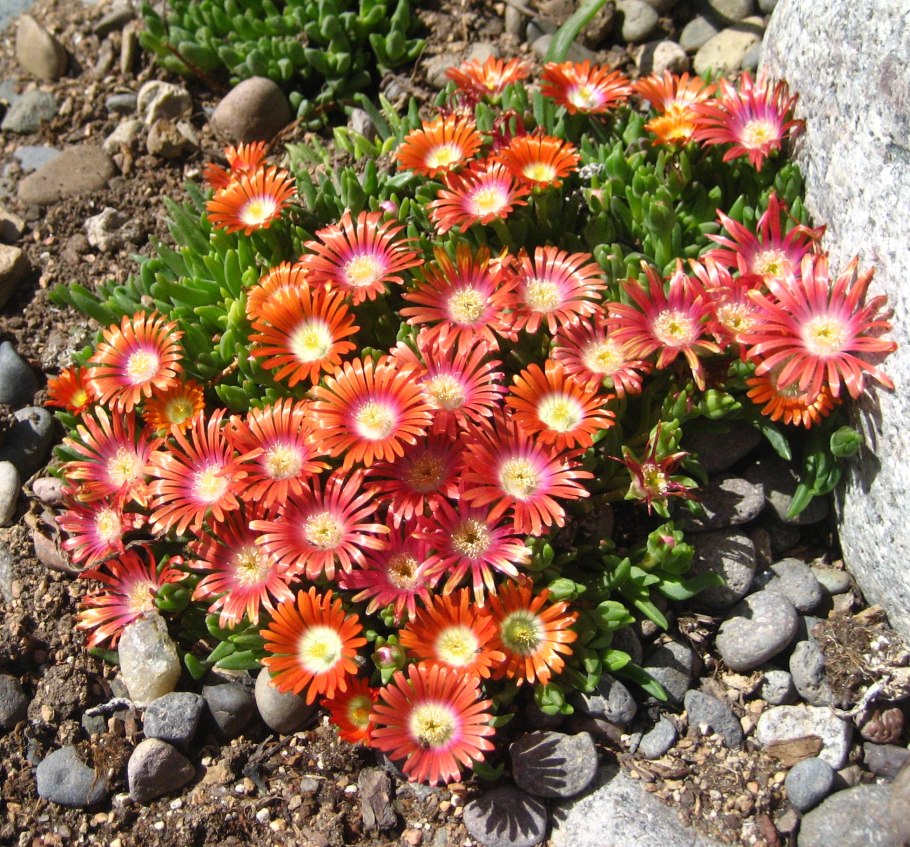 Цветок делосперма Купера