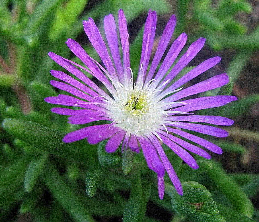 Делосперма Лехмана