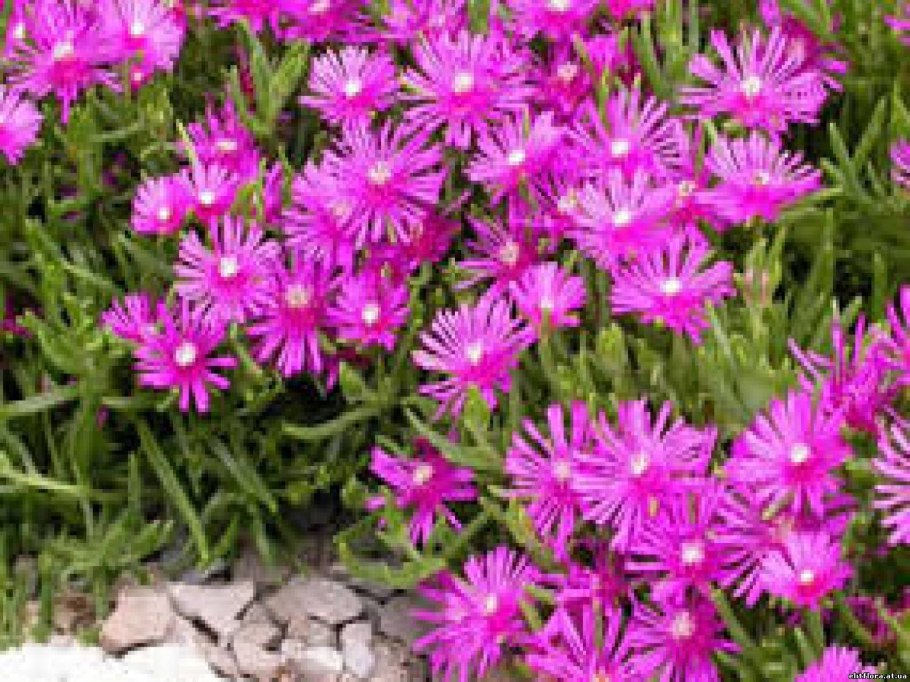 Делосперма Купера (Delosperma cooperi)
