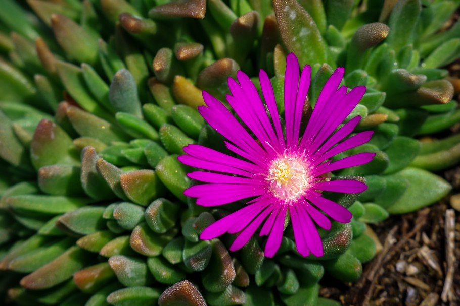 Делосперма Купера (Delosperma cooperi)